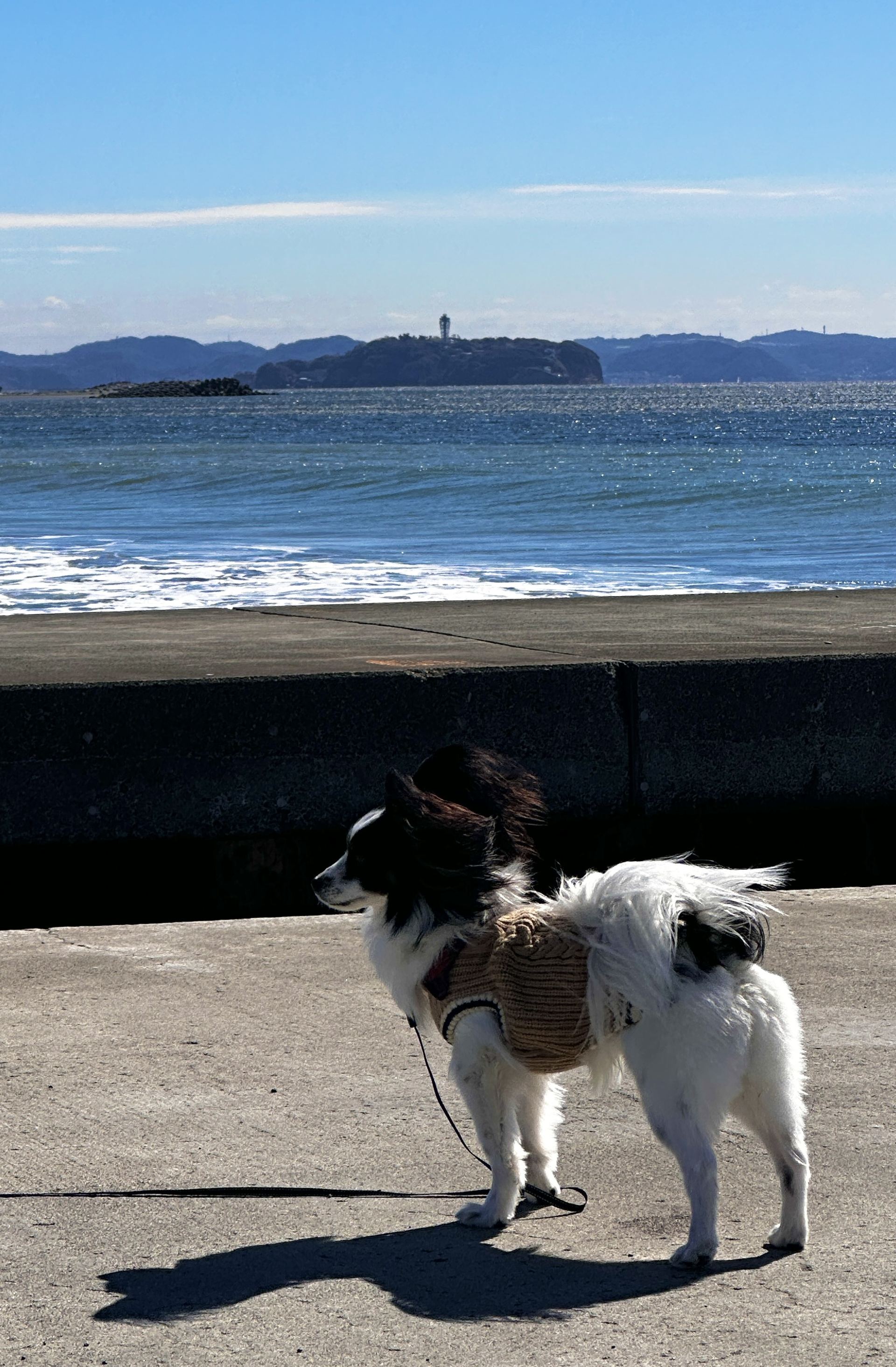 江ノ島を見つめるノマ