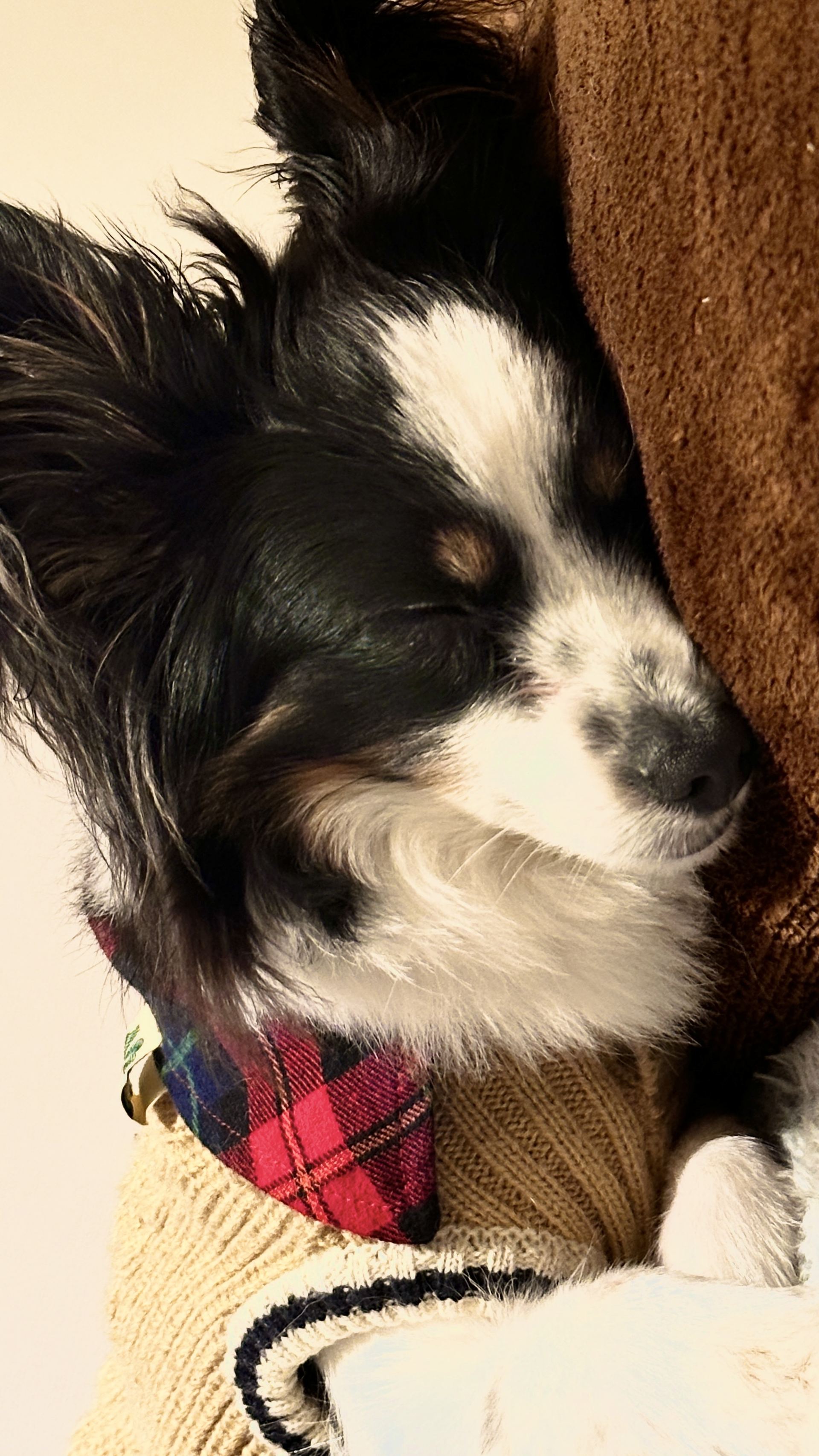 眠るノマ