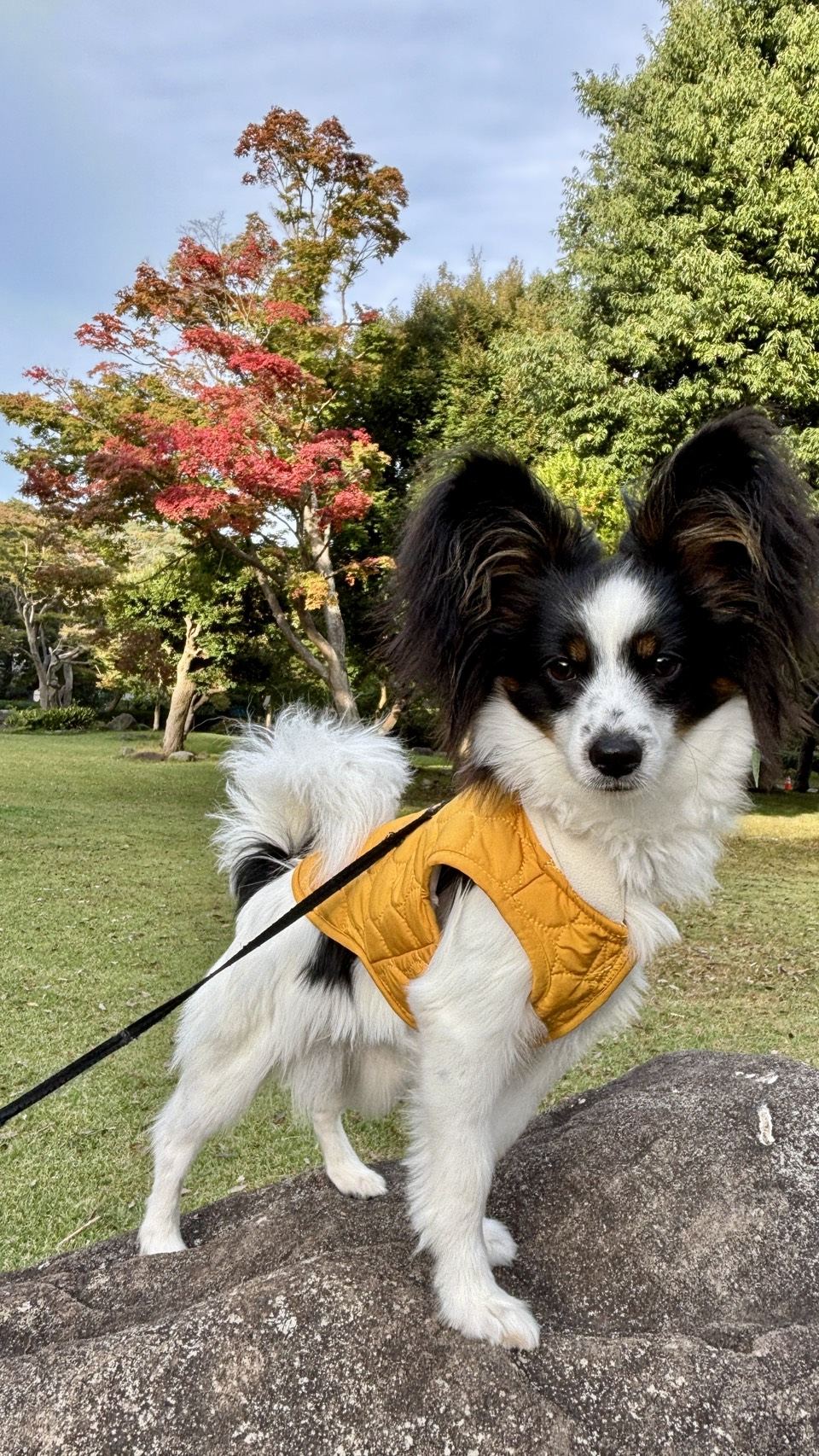 紅葉とノマ